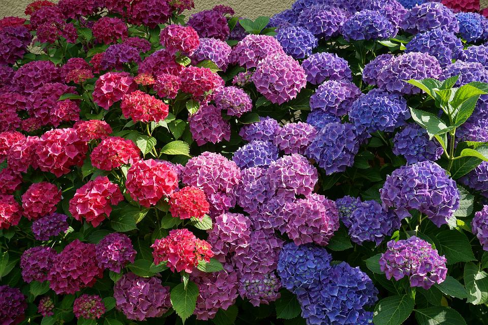 How to use Baking Soda to Grow Hydrangeas flower  